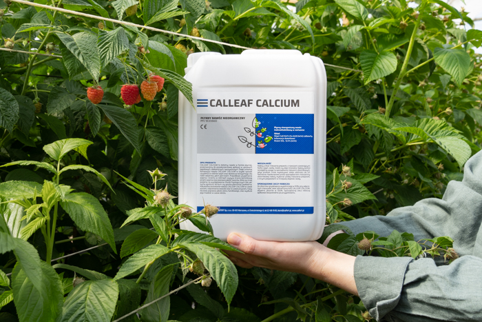 Dolistny nawóz wapniowy z krzemem Calleaf Calcium w uprawie maliny