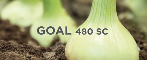 Działanie Goal 480 SC na chwasty - herbicyd SumiAgro