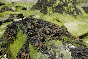 Algi brunatne Ascophyllum nodosum - zastosowanie w biostymulatorach
