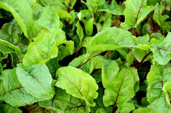 Symptomy niedoboru boru u roślin uprawnych