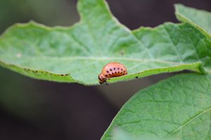 Środki ochrony roślin na larwy stonki
