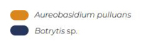 BOTECTOR - Aureobasidium pulluans ochrona przed Botrytis sp