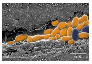 BOTECTOR - Aureobasidium pullulans - biologiczna ochrona przed patogenami