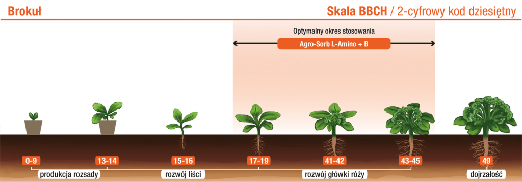 Brokuł – L‑Amino+B