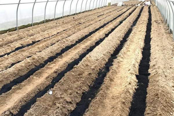 CARBOMAT ECO - organiczny dodatek do gleb i podłoży