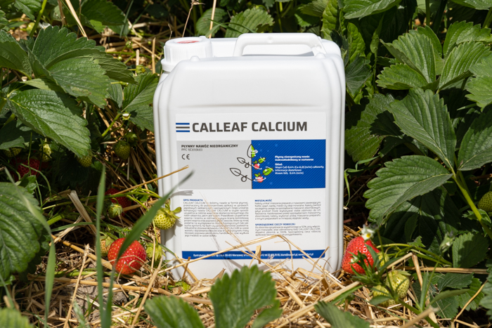 Calleaf Calcium - dolistny nawóz wapniowy w nawożeniu truskawki