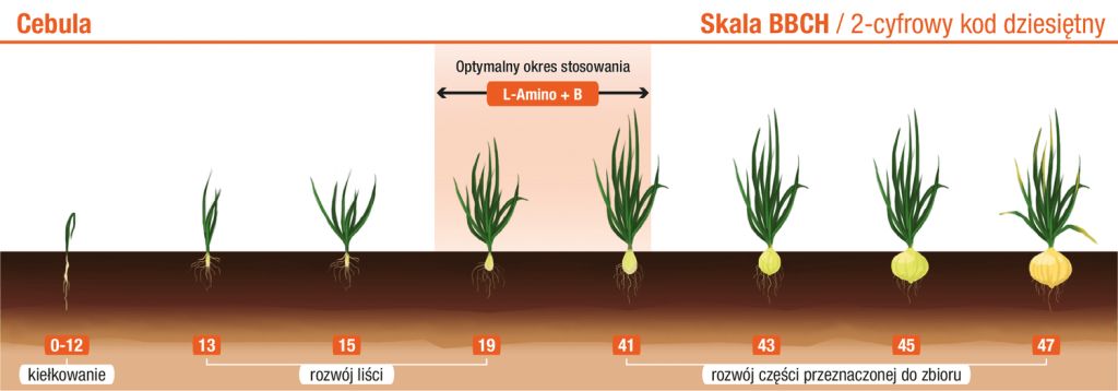 Cebula – L‑Amino+B