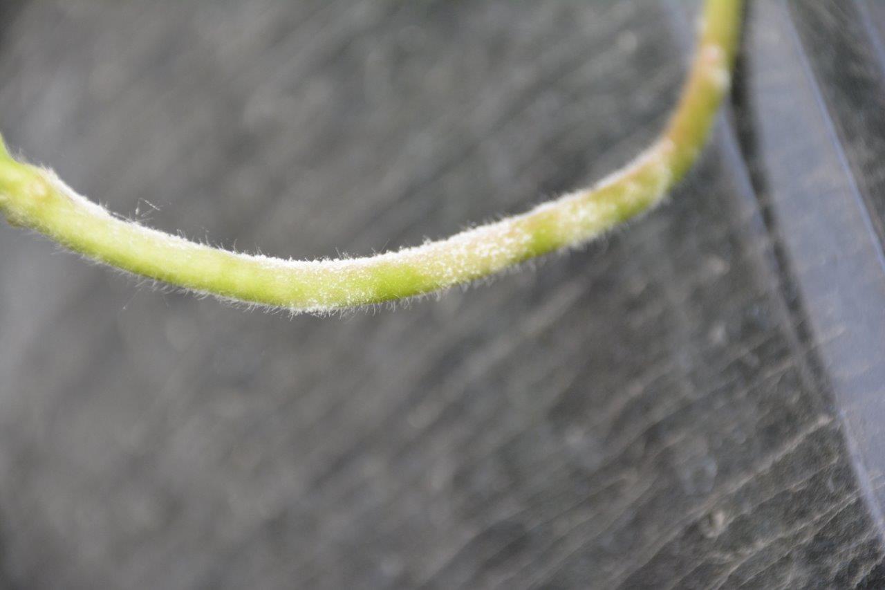 biały, mączysty nalot charakterystyczny dla mączniaka prawdziwego truskawki