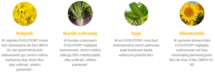 Herbicyd selektywny Evolution - jak stosować? Jak działa na chwasty?