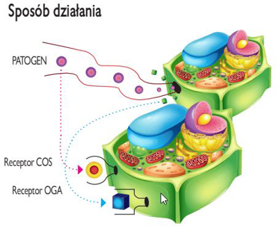 Fytosave-SL - sposób działania stymulatora odporności roślin