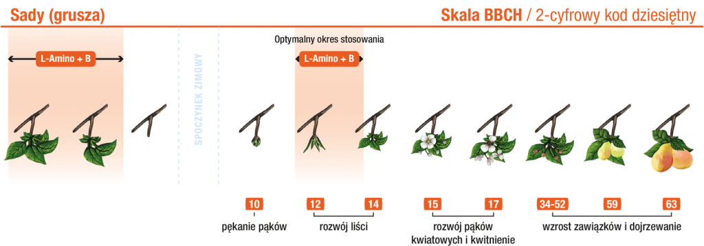 Grusza – L‑Amino+B