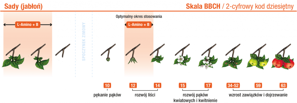 Jabłoń – L‑Amino+B