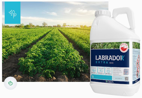 Jak działa herbicyd selektywny Labrador Extra 50 EC?