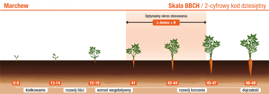 Marchew – L‑Amino+B