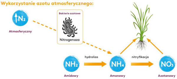Jak działa N-FIX z bakteriami Bacillus spp., które mają zdolność wiązania azotu atmosferycznego i udostępniania go roślinom
