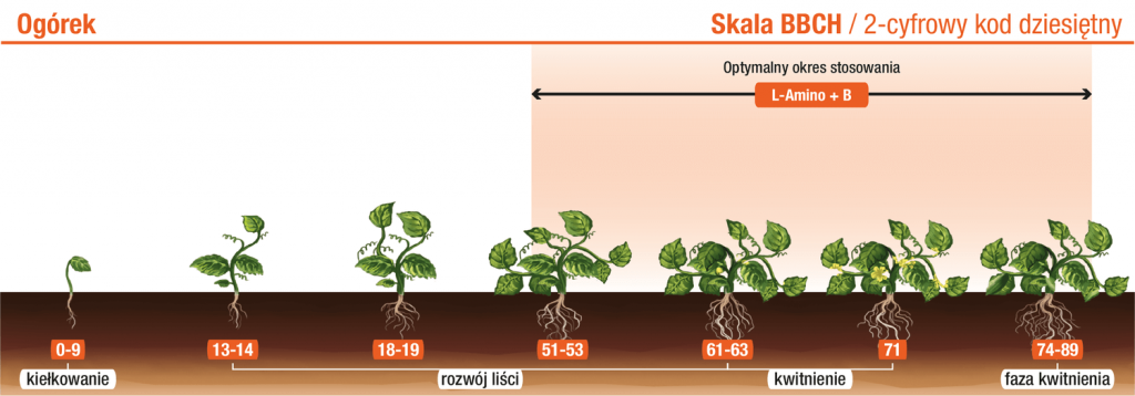 Ogórek – L‑Amino+B