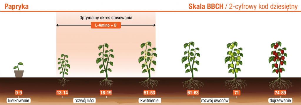 Papryka – L‑Amino+B