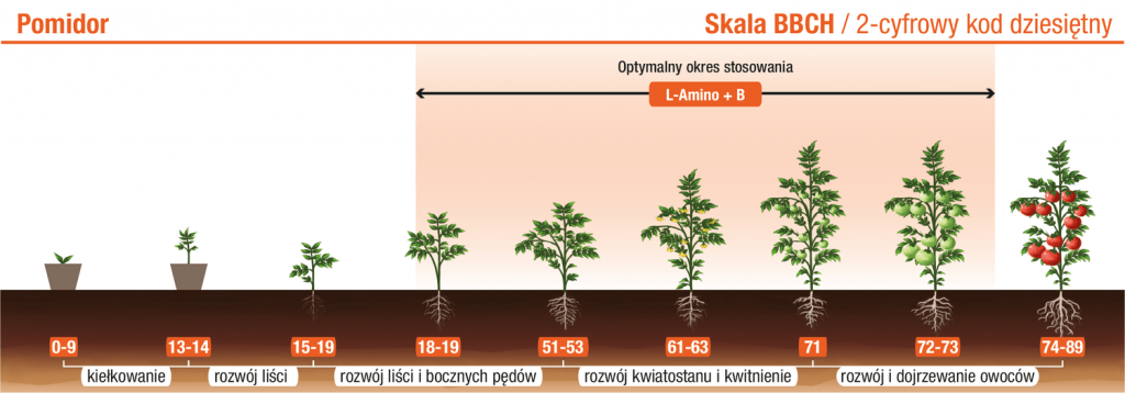 Pomidor – L‑Amino+B