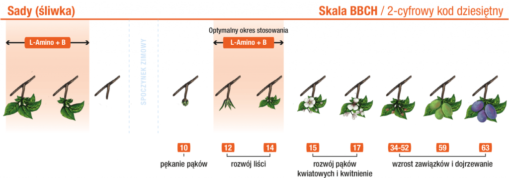 Śliwa – L‑Amino+B