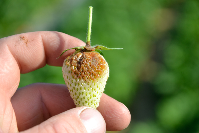Szara pleśń truskawki - objawy na owocach