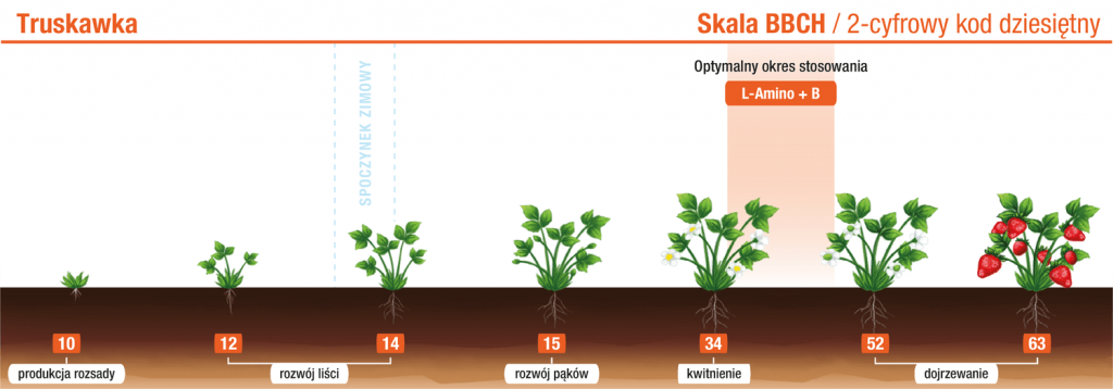 Truskawka – L‑Amino+B