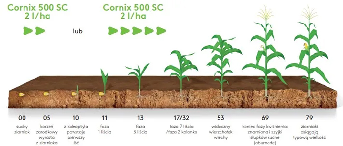Kiedy stosować Cornix 500 SC w kukurydzy? Sklep wPolu.pl