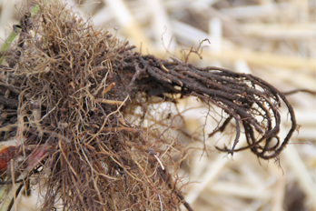 Podczas sadzenia sadzonek truskawek frigo należy unikać podwijania korzeni.