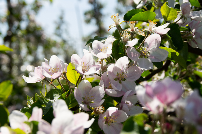 Środki stymulujące kwitnienie roślin - kwitnące jabłonie