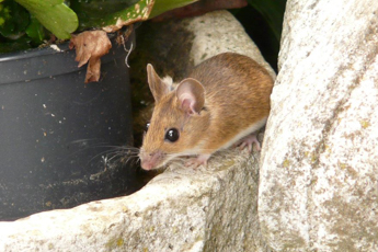 Normix na szkodniki polne - RODENTYCYD zwalczający myszy i szczury