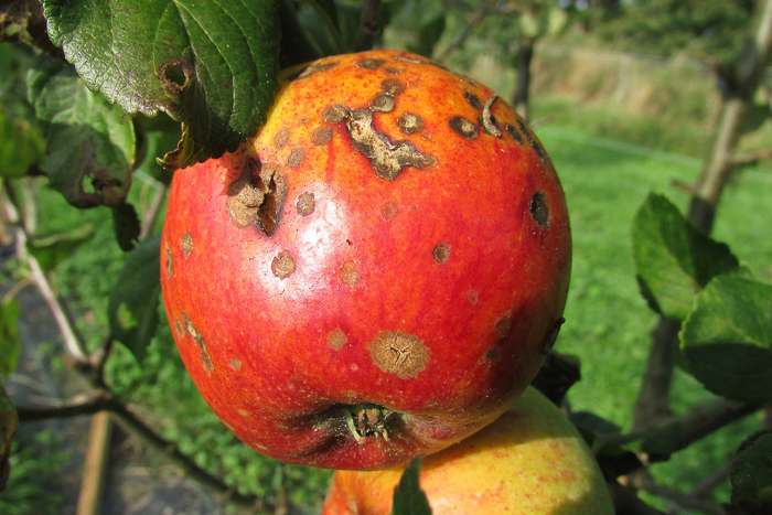 Jak zwalczać parcha jabłoni?