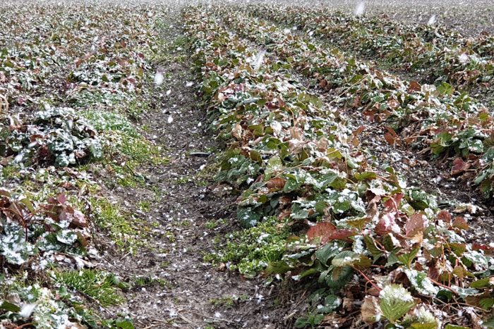 Zabiegi na truskawki przed spoczynkiem zimowym