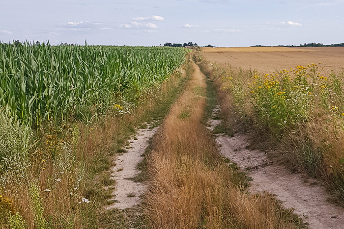 Chwasty w uprawie kukurydzy - jak zwalczać?
