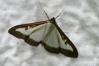 Ćma bukszpanowa (Cydalima perspectalis) - zwalczanie