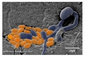BOTECTOR - Aureobasidium pullulans - ochrona przed Botrytis cinerea