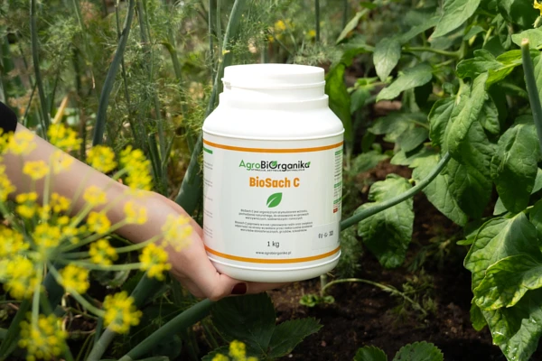 Jak stosować BioSach C? Dawkowanie biostymulatora wzrostu roślin
