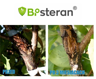 Bisteran 