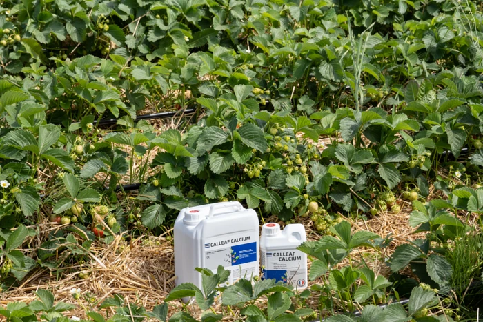 Calleaf Calcium to dolistny nawóz wapniowy poprawiający jakość plonu i trwałość pozbiorczą owoców.