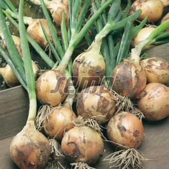 Cebula Winteria do sprzedaży na pęczki, na biało oraz z łuską