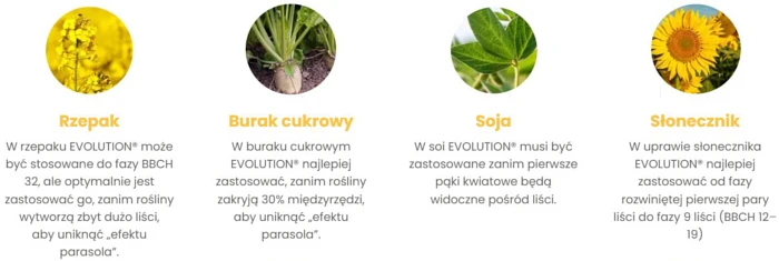 Herbicyd selektywny Evolution - jak stosować? Jak działa na chwasty?