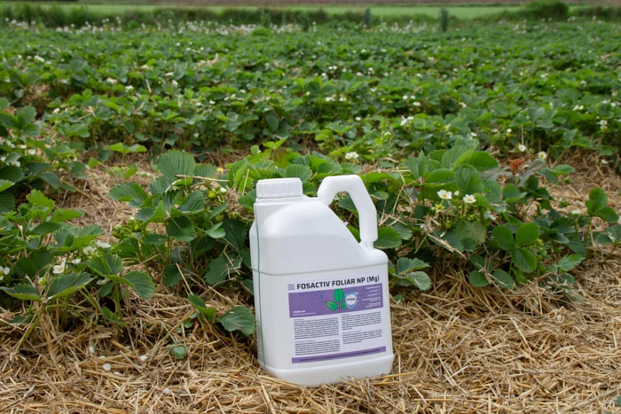 Nawozy fosforowe – Fosactiv Foliar NP. Jakie znaczenie ma dostarczanie fosforu?