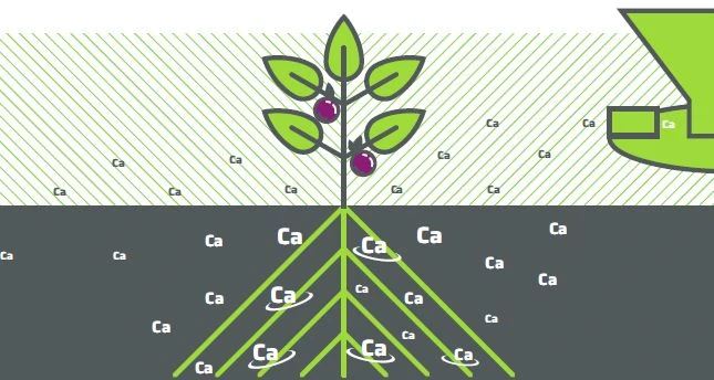 Wapno granulowane - kreda granulowana Hortiwap Calfert (nawóz wapniowy)