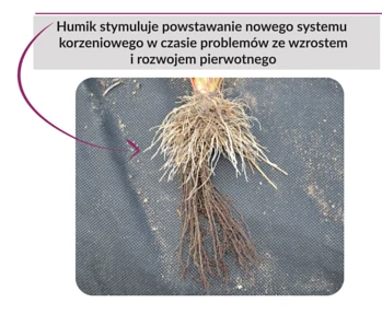 Humik - stymulacja korzeni truskawki