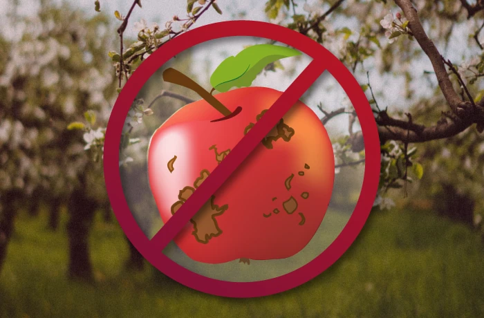 Parch jabłoni - zwalczanie