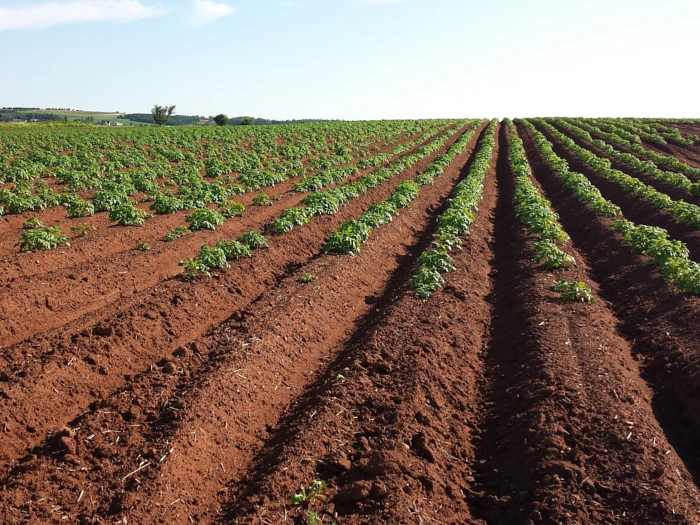 Kwasy humusowe - poprawa żyzności gleby