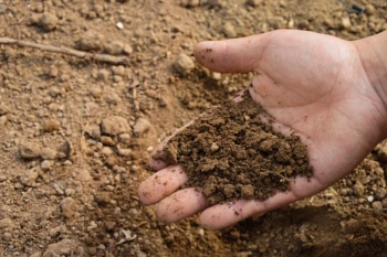 Zalety nawożenia kwasami humusowymi