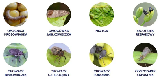 LEPTOSAR 200 SL Ciech Agro - skuteczny insektycyd o szerokiej rejestracji