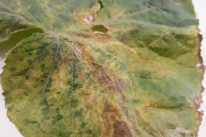 Alternarioza na plantacji ogórka - objawy widoczne na liściu