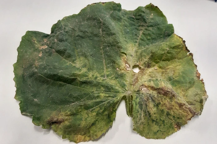 Alternarioza na plantacji ogórka - objawy na liściu