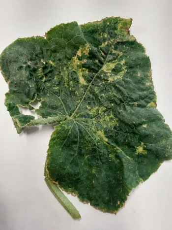 Uszkodzenia spowodowane przez wciornastki na liściu ogórka