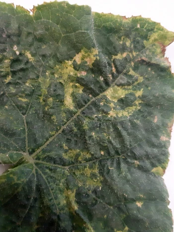 Uszkodzenia spowodowane przez wciornastki na liściu ogórka - zbliżenie